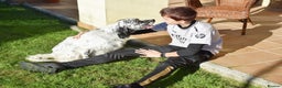 English Setter dogs for adoption: Koi   - Advert 2