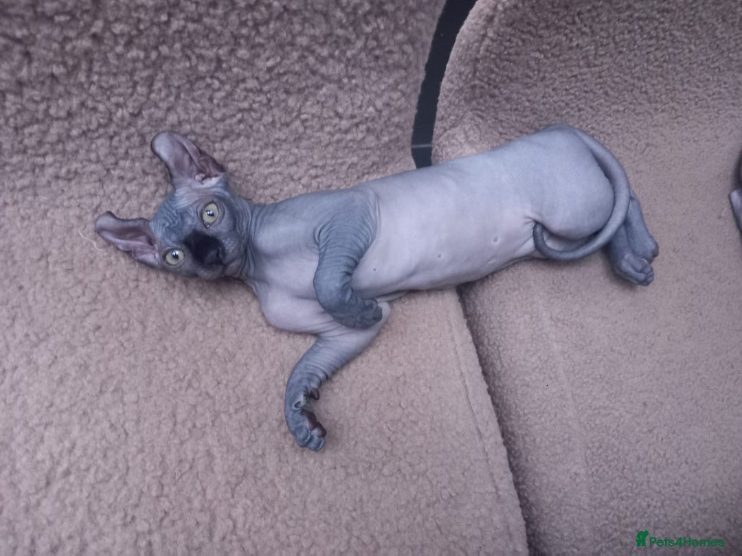 Sphynx cats for sale: Amazing kittens  - Image 4