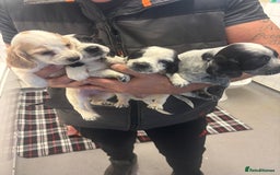 Cocker Spaniel dogs for sale: Adorable Show type cocker spaniel puppy’s  - Image 2