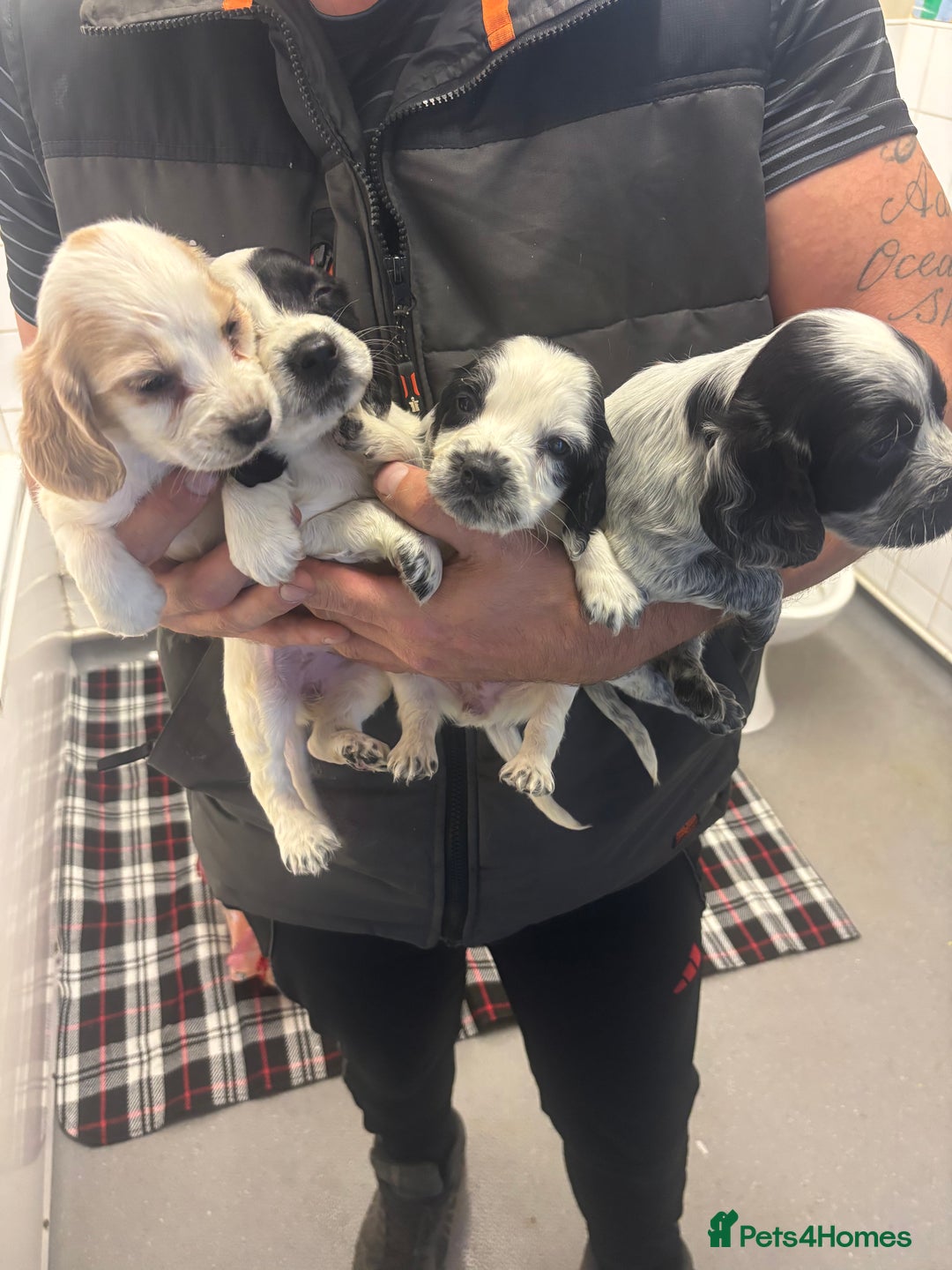 Cocker Spaniel dogs for sale: Adorable Show type cocker spaniel puppy’s  - Image 2