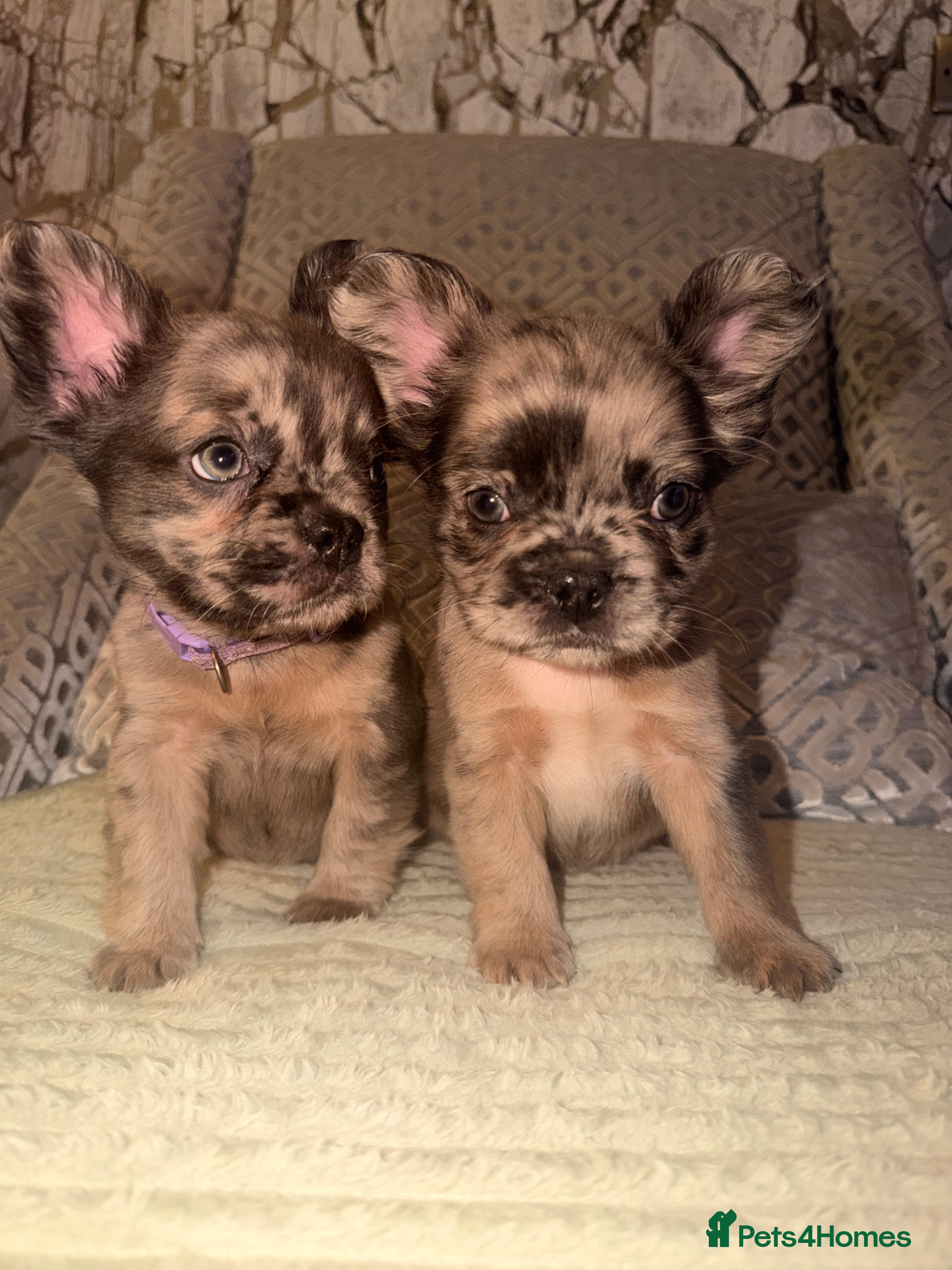 French Bulldog dogs 3 perfect fluffy visual French bulldogs left 🧸🧸 - Advert 8