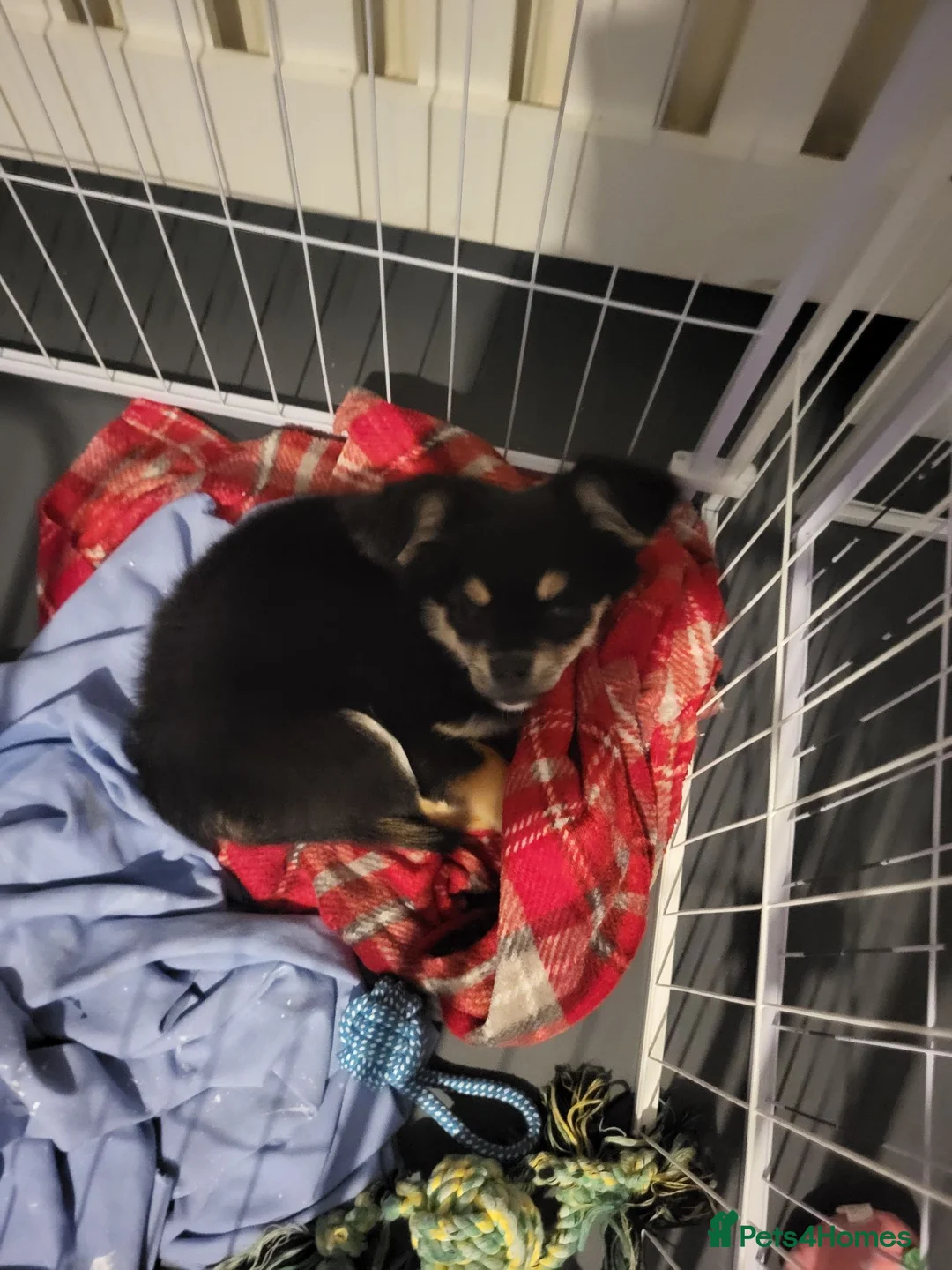 Chihuahua dogs for sale: Long haired chihuahua  in Glasgow - Advert 2