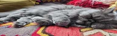 Persian Kitten 3