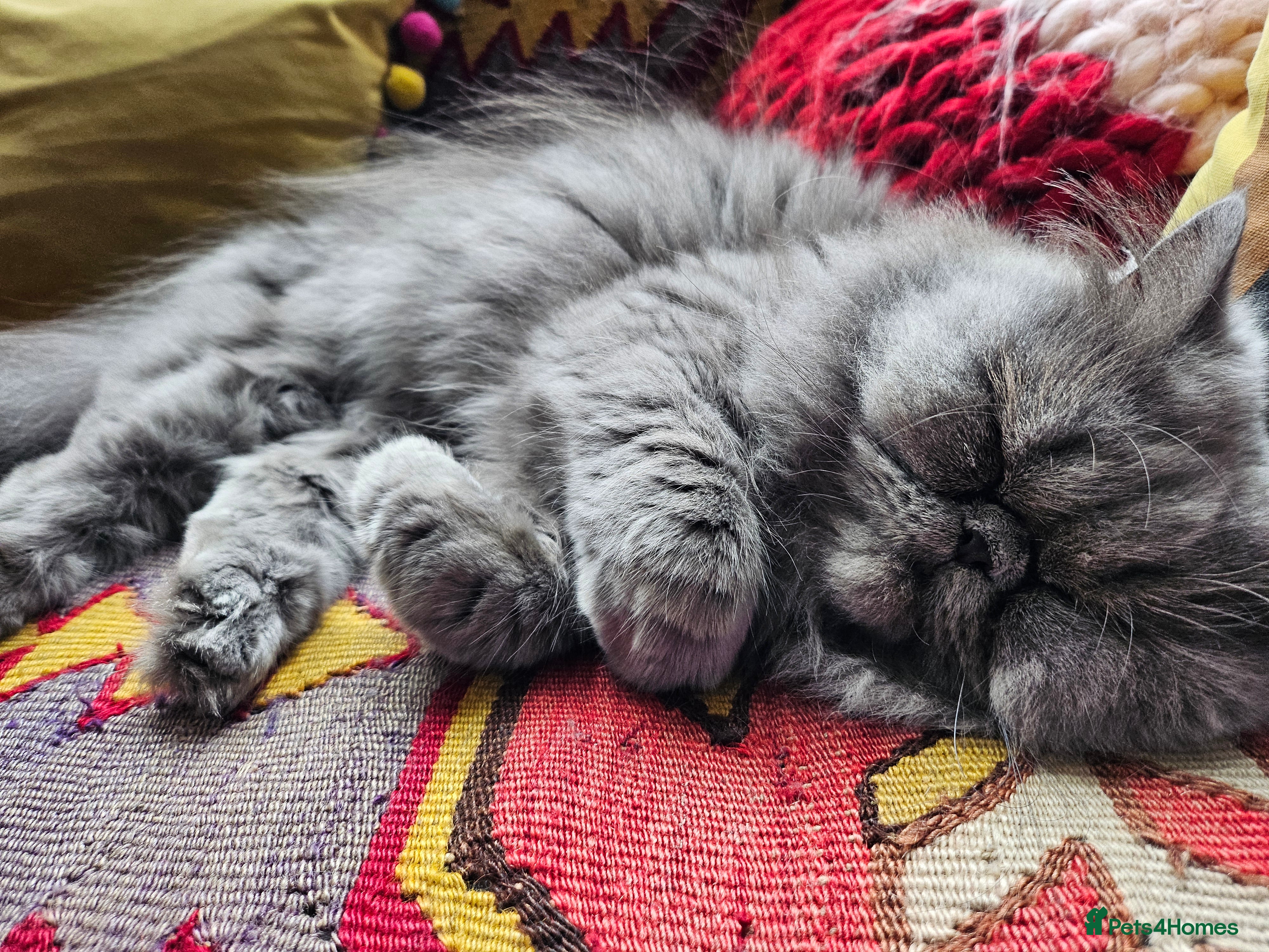 Persian cats for sale: Persian x kittens in Crewkerne - Advert 2