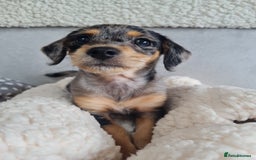 Chipoo dogs for sale: 4  Stunning chipoo puppies  - Image 10