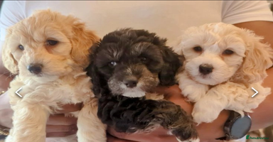 Mixed Breed dogs - Advert 4