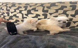 Chihuahua dogs for sale: KC Reg Champion Russian lines LONG COAT puppies - Image 15