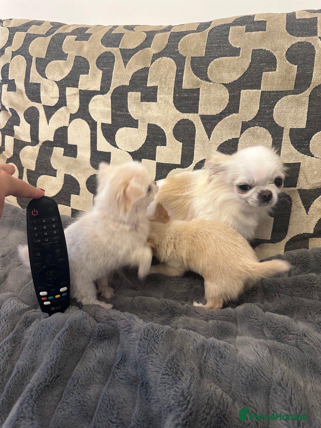 Chihuahua dogs for sale: KC Reg Champion Russian lines LONG COAT puppies - Image 15
