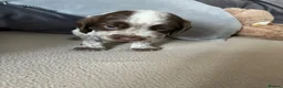 Cockapoo dogs for sale: Coookapoo puppies  - Advert 6