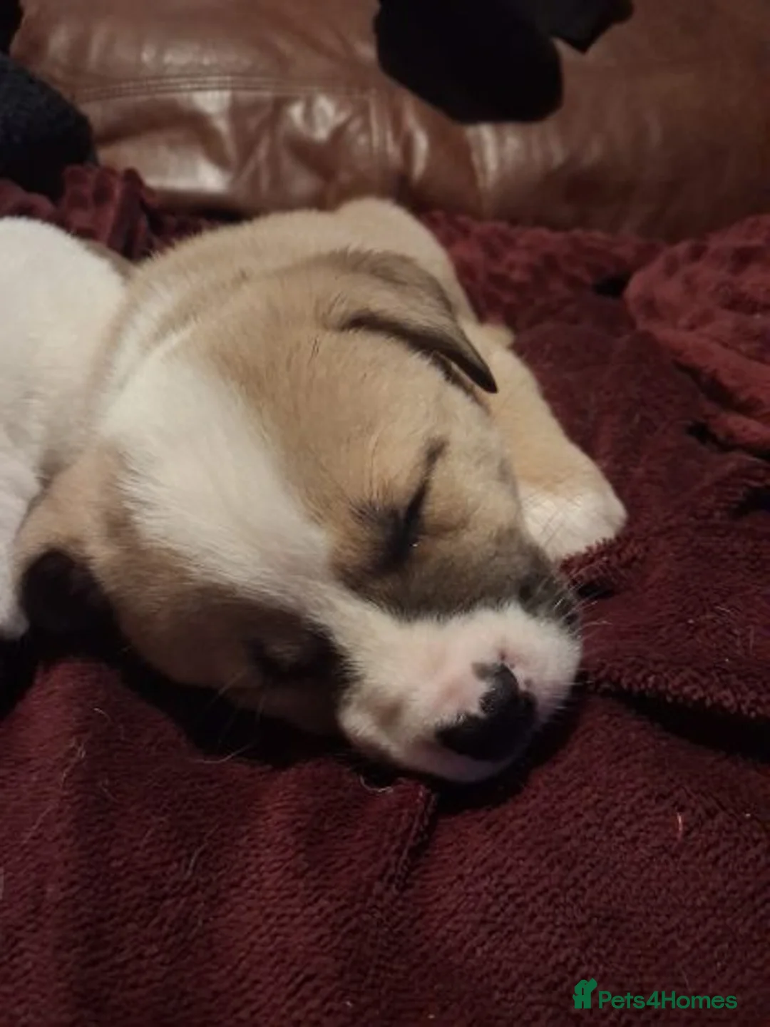 Mixed Breed dogs for sale: Akita x American staff puppies for sale  - Advert 5