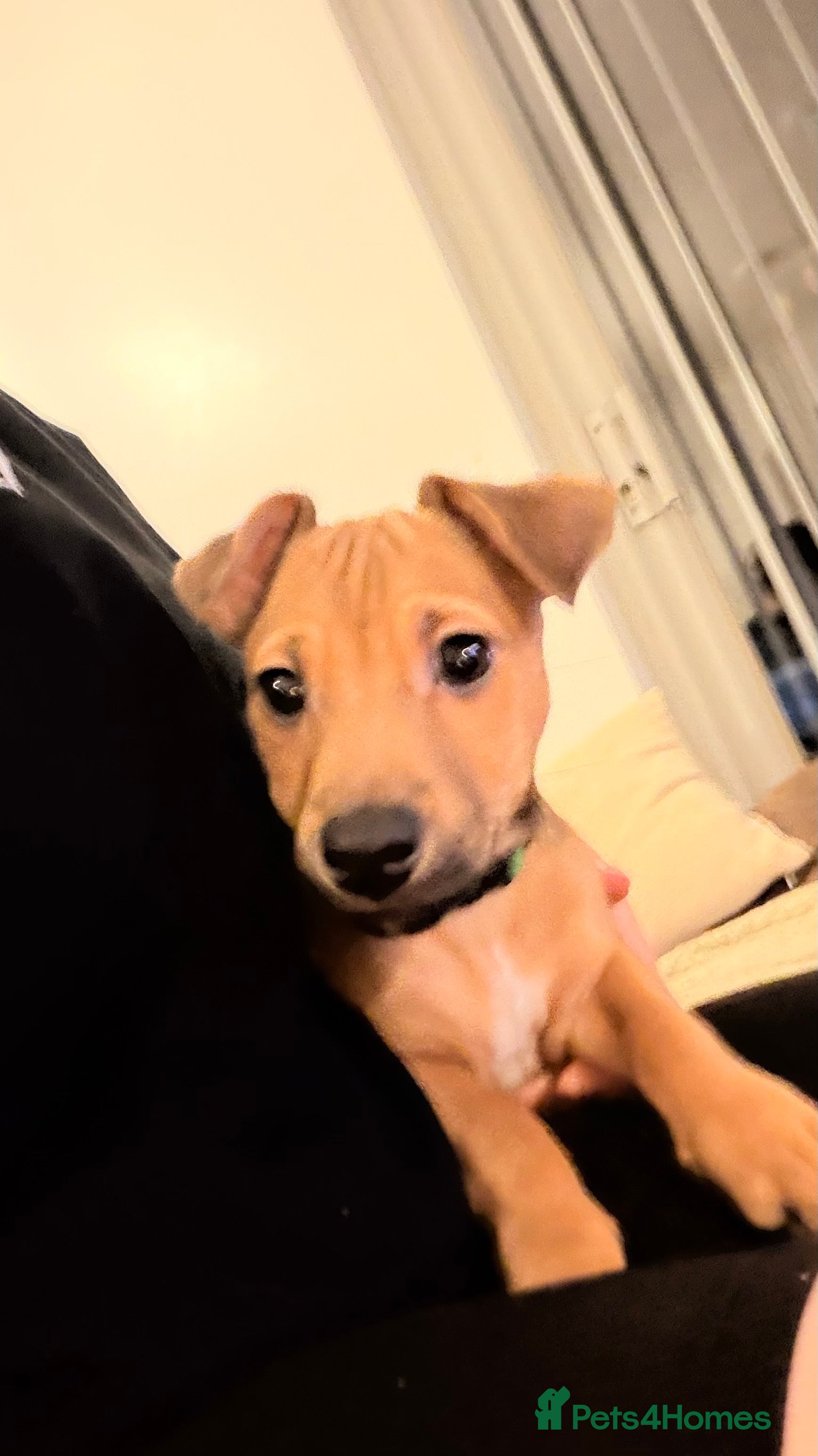 Jack Russell dogs Miniature Jack Russell Much Wenlock Puppy - Advert 11