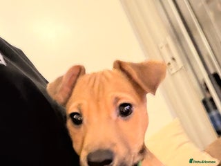 Jack Russell dogs Miniature Jack Russell Much Wenlock Puppy - Advert 11