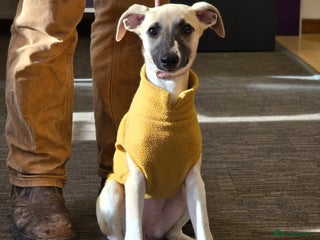 Whippet dogs - Advert 19