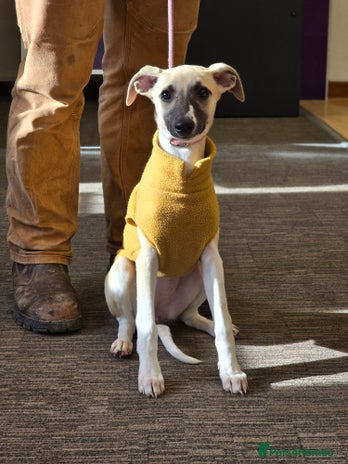 Whippet dogs - Advert 1