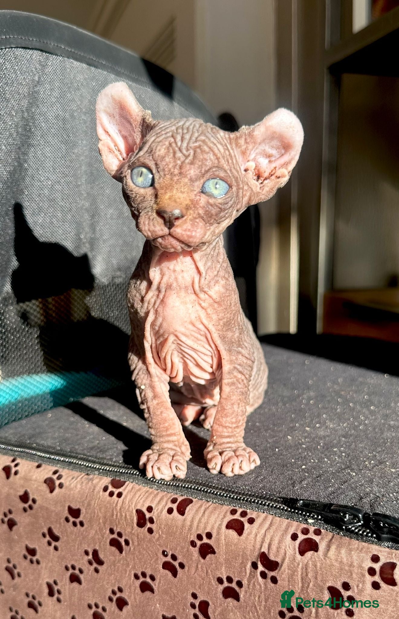 Sphynx cats ✨ Tiny Sphynx elf eared babies  ✨ - Advert 1