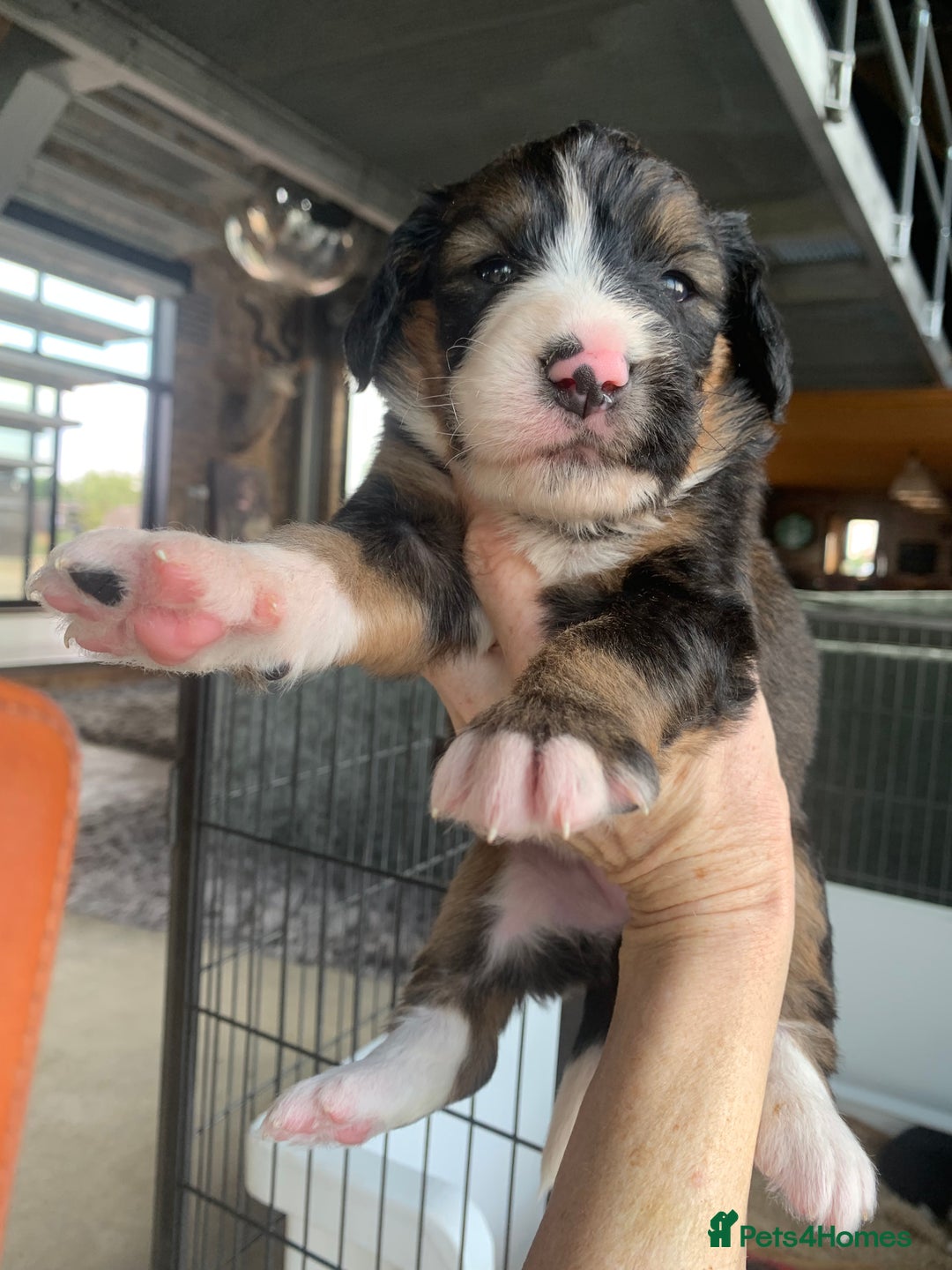 Bernedoodle dogs for sale: F1 Standard Bernedoodle Puppies LN8 - Image 20