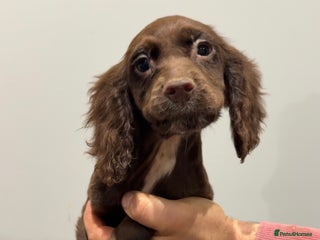 Cocker Spaniel dogs Mixed litter - Advert 16