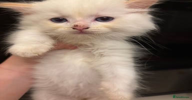 Ragdoll cats - Advert 14