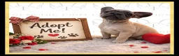 French Bulldog dogs for sale: Excellent Bloodline KC French Bulldogs A** Tested - Advert 4