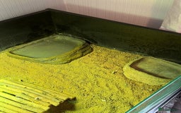 Tortoise reptiles for sale: 2x Female horsefield tortoise   - Image 5