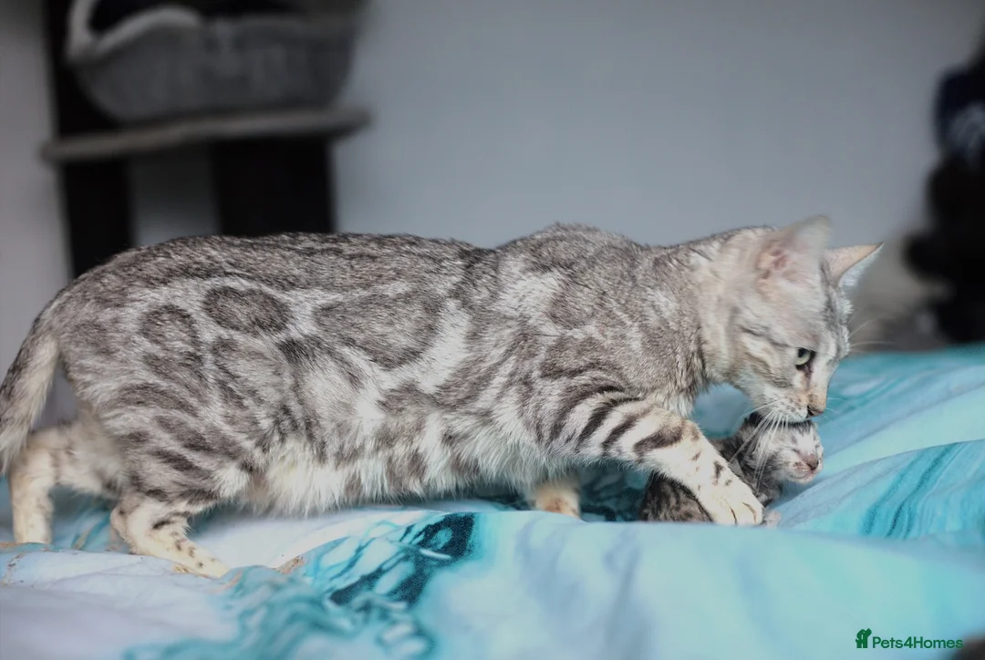 Bengal cats for sale: Magnificent Bloodline Bengals  - Advert 13