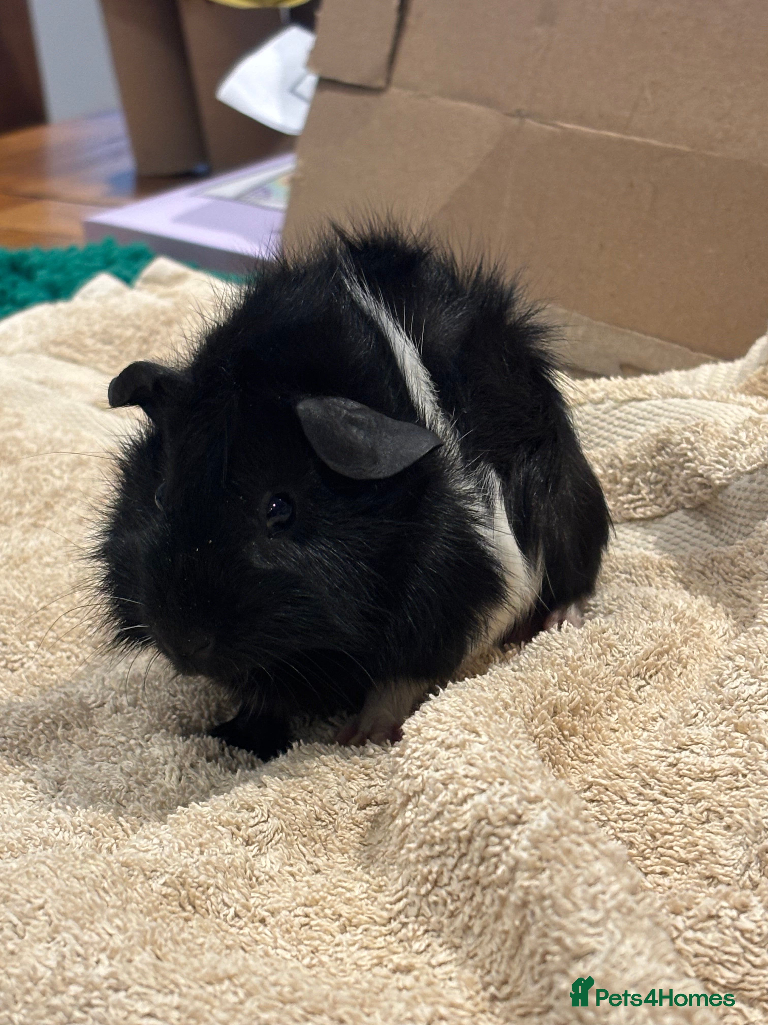 Guinea Pig rodents Male Baby Guinea Pig For Sale - Advert 16