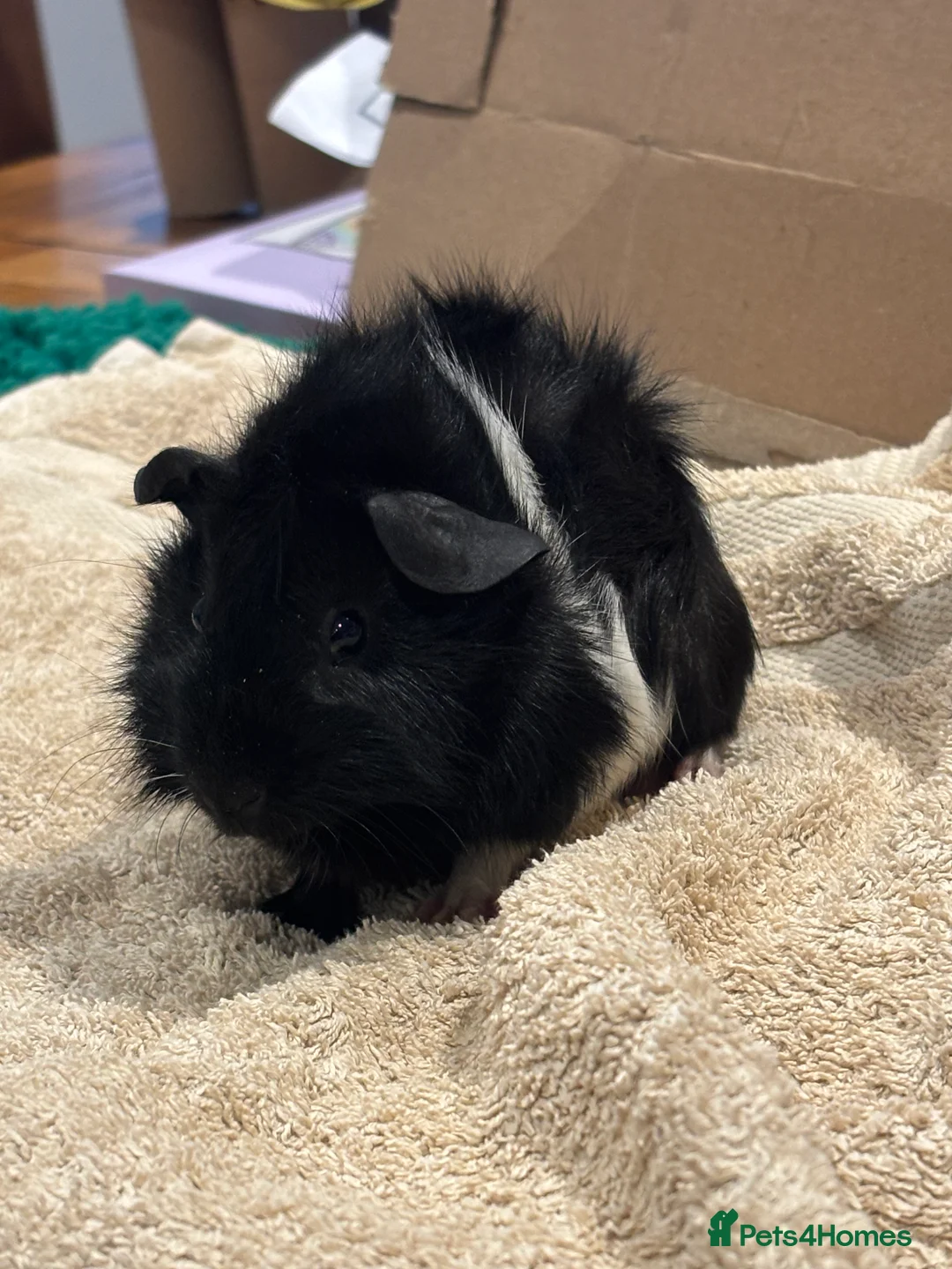 Guinea Pig rodents for sale: Male Baby Guinea Pig Brothers For Sale - Advert 4