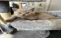 British Shorthair cats for sale: Stunning lilac BSH  - Image 20