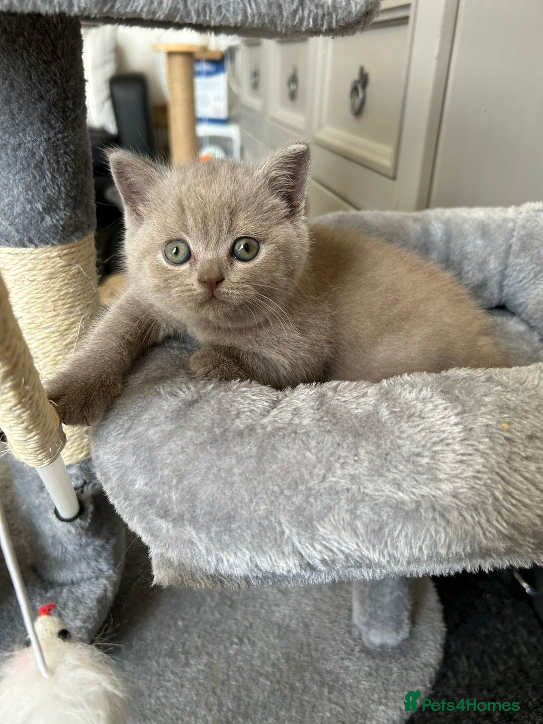 British Shorthair cats for sale: Stunning lilac BSH  - Image 20