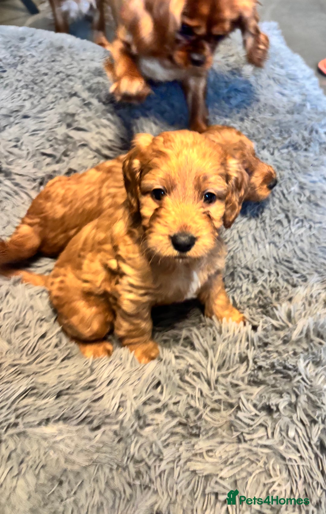 Cockapoo dogs for sale: F1 cockerpoo puppies  - Advert 9