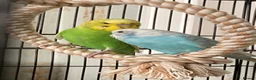 Budgerigars birds for sale: Male and female budgies in Epsom - Advert 4
