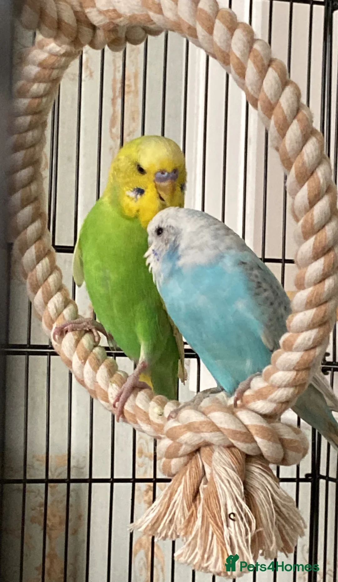 Budgerigars birds for sale: Male and female budgies in Epsom - Advert 4