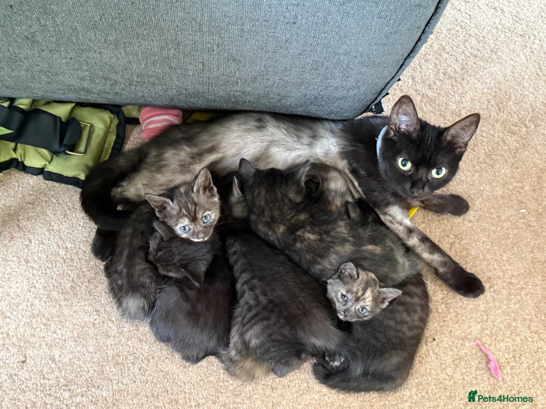 Mixed Breed cats for sale: 8 kittens for sale  in Ashford - Advert 1
