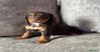 Cocker Spaniel dogs - Advert 3
