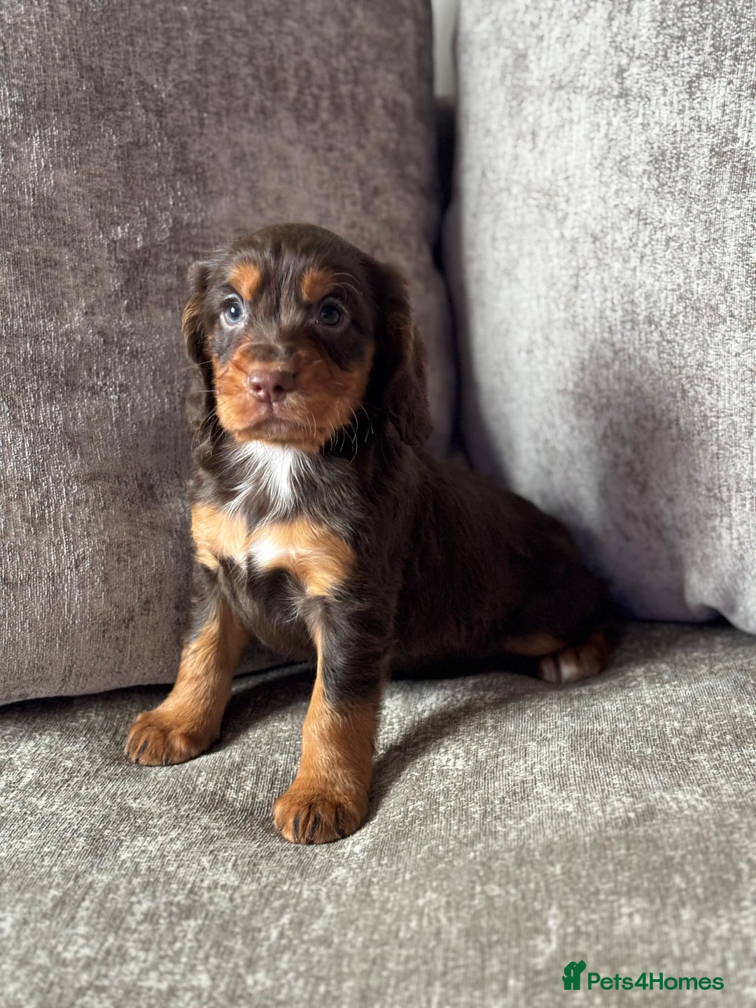 Cocker Spaniel dogs for sale: COCKER SPANIEL PUPPIES - Image 3