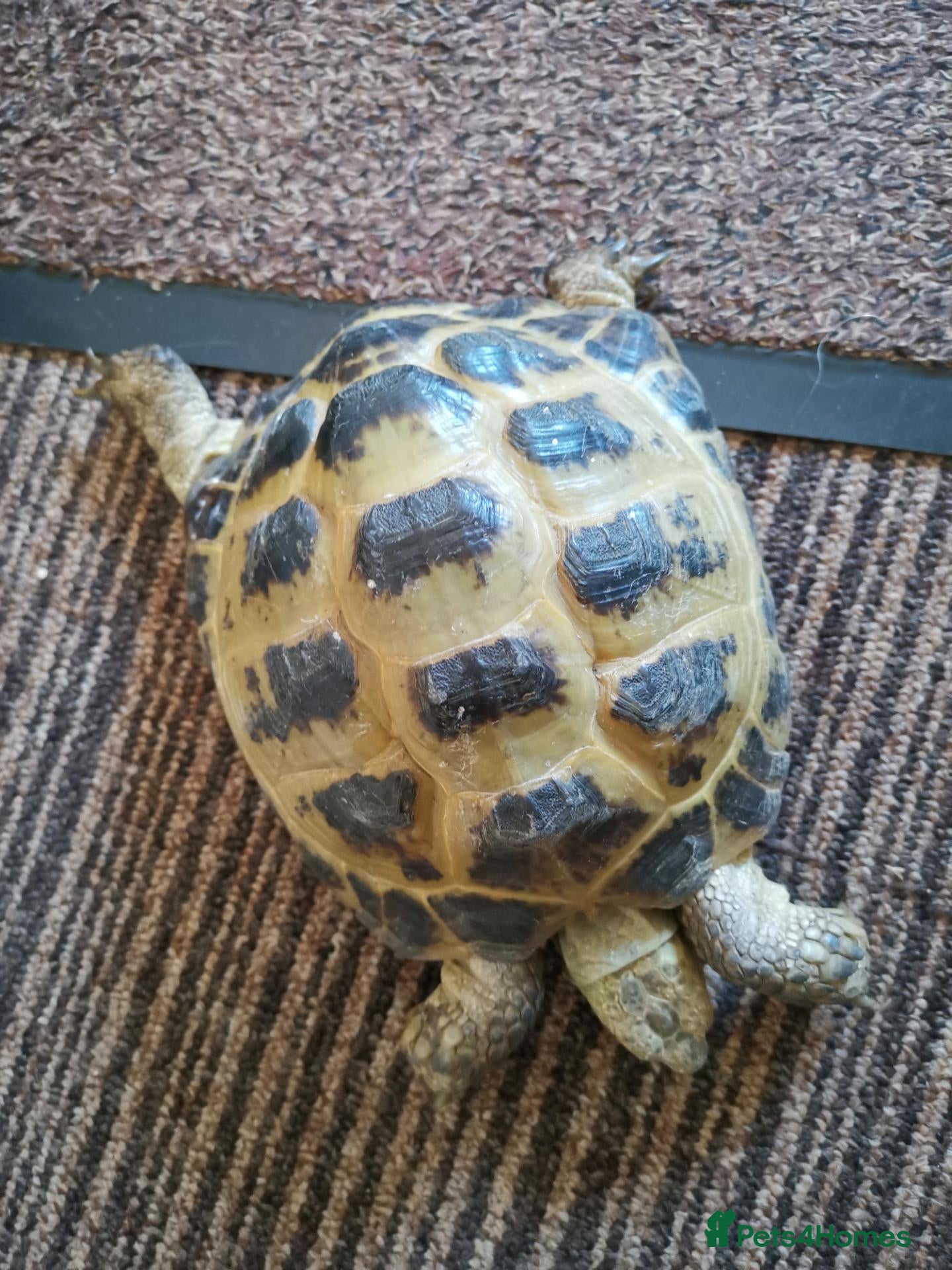 Tortoise reptiles Male Horsfield Adult Tortoise  - Advert 2
