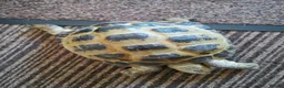Tortoise reptiles for sale: Male Horsfield Tortoise  - Advert 3