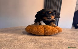 Miniature Dachshund dogs for sale: *Last 1 left* KC long haired mini dachshunds - Image 5