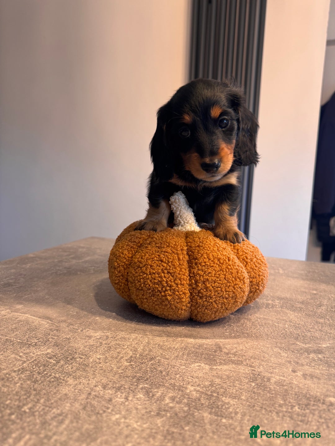 Miniature Dachshund dogs for sale: *Last 1 left* KC long haired mini dachshunds - Image 5