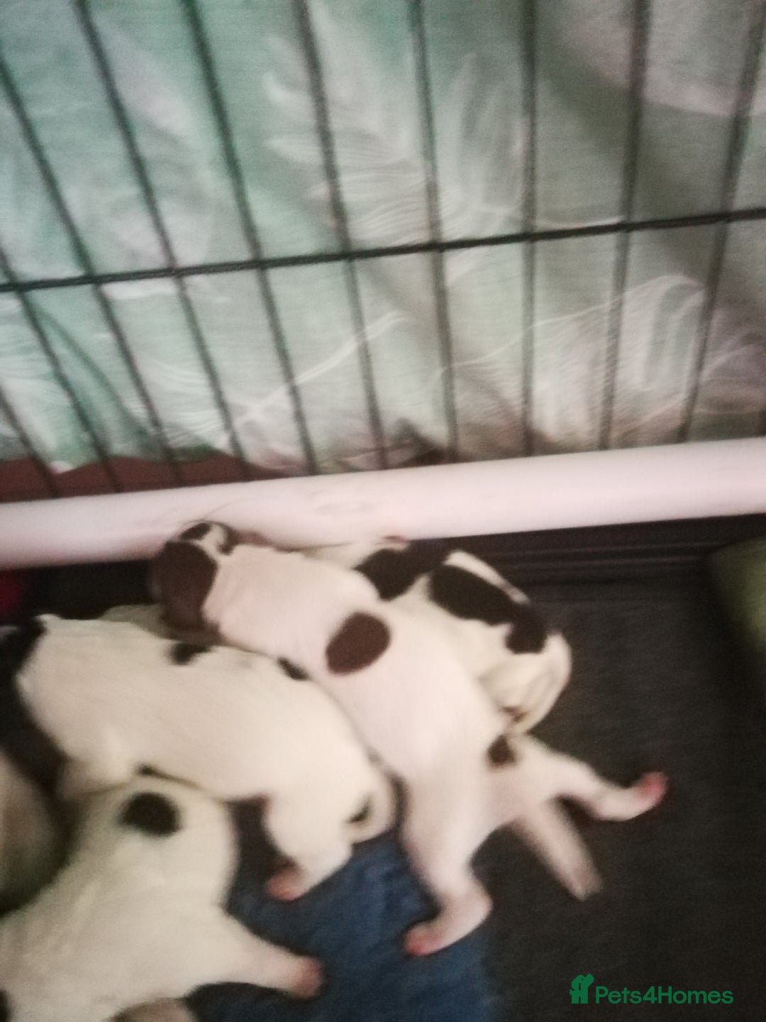 Sprocker dogs for sale: Adorable Chunky Sprocker Spaniel Pups - Image 8