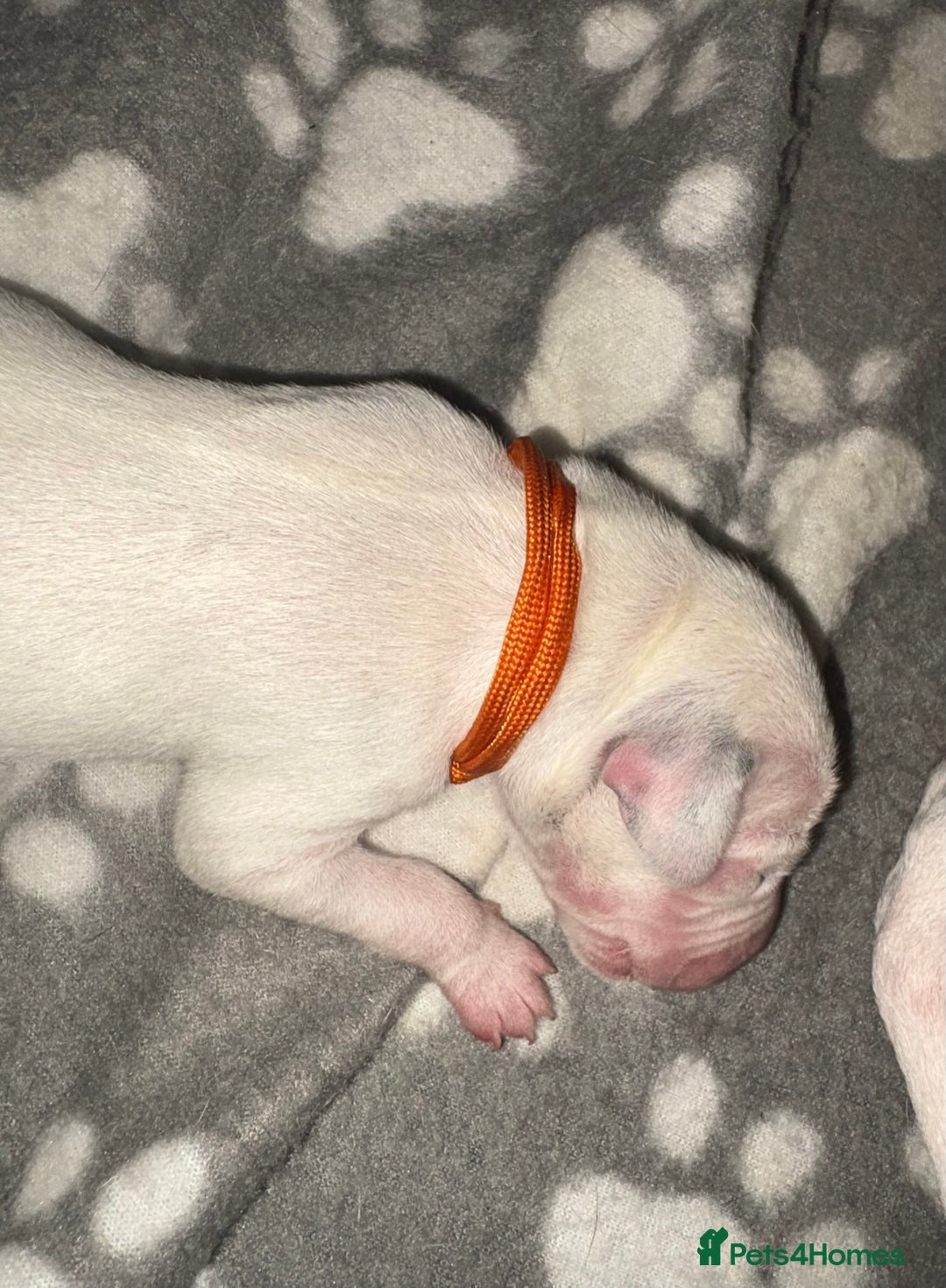Dalmatian dogs for sale: 8 Gorgeous Dalmatian Puppies - Image 6