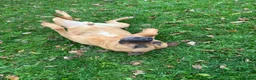 Mastiff dogs for adoption: Brutus - Mastiff (43 kgs) - Advert 5