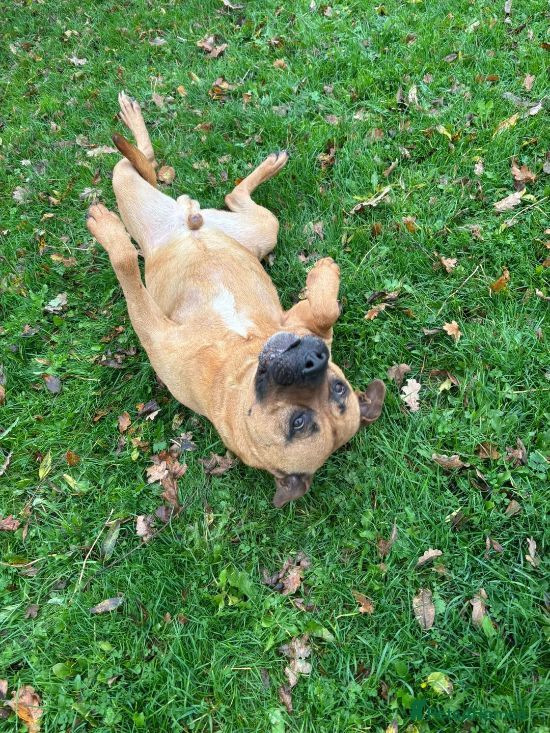 Mastiff dogs for adoption: Brutus - Mastiff (43 kgs) - Advert 5