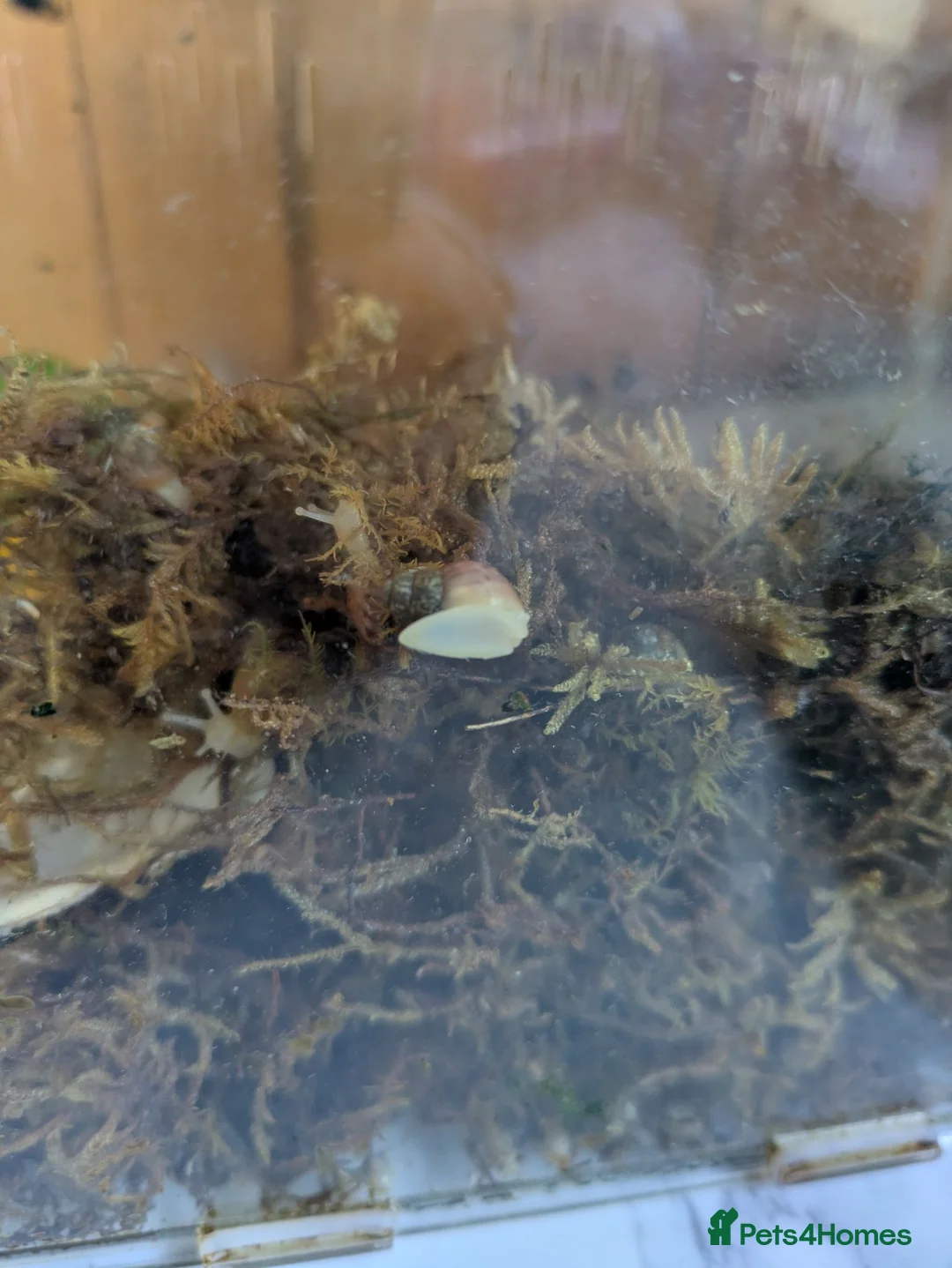 Snails invertebrates for sale: African albino land snails  in Pershore - Advert 3