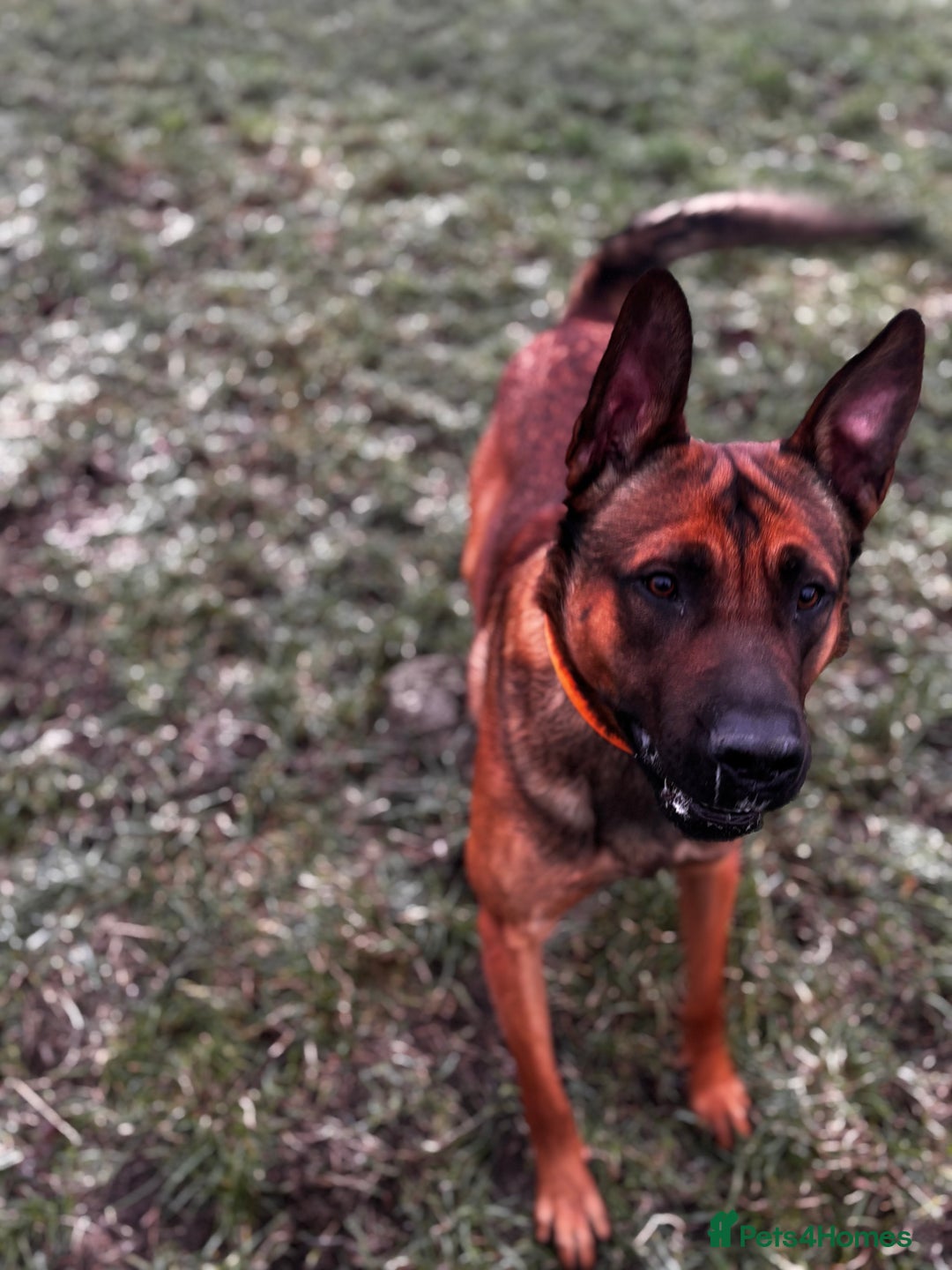 Belgian Shepherd Dog dogs for sale: Bruce male Belgian Mali  - Advert 2