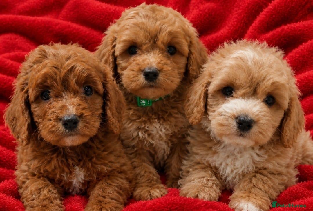 Cockapoo dogs F1 COCKAPOO PUPPIES PRA CLEAR - Advert 1