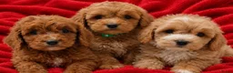Cockapoo dogs for sale: F1 COCKAPOO PUPPIES PRA CLEAR - Advert 1