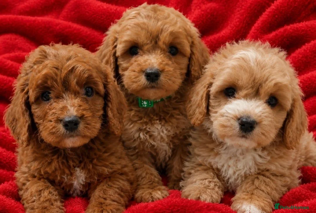 Cockapoo dogs for sale: F1 COCKAPOO PUPPIES PRA CLEAR - Advert 1