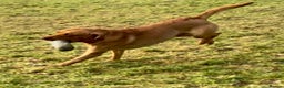 Labrador Retriever dogs for stud: STUNNING KC DARK FOX RED WORKING LABRADOR STUD DOG - Advert 3