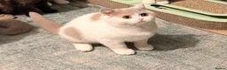British Shorthair cats for sale: READY NOW Fawn and white tica reg male - Advert 6